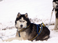 Huskies Erleben